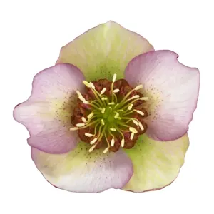 Picture - Hilverda Florist